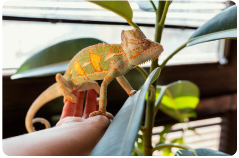 Reptiles